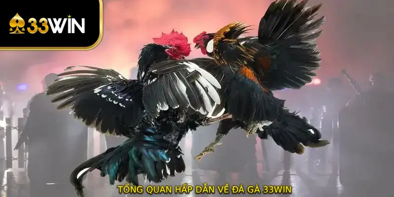 Tổng quan hấp dẫn về đá gà 33WIN