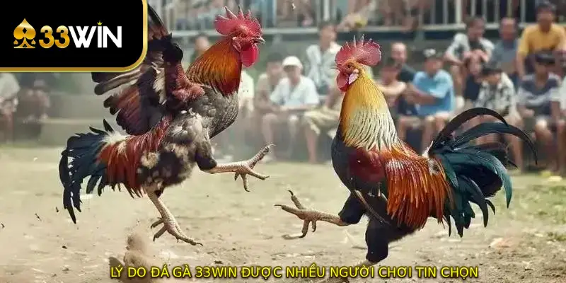 Lý do đá gà 33WIN được nhiều người chơi tin chọn