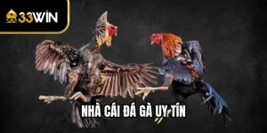 Nhà Cái Đá Gà Uy Tín - Lựa Chọn Hàng Đầu Người Chơi