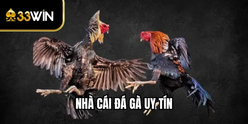 Nhà Cái Đá Gà Uy Tín - Lựa Chọn Hàng Đầu Người Chơi