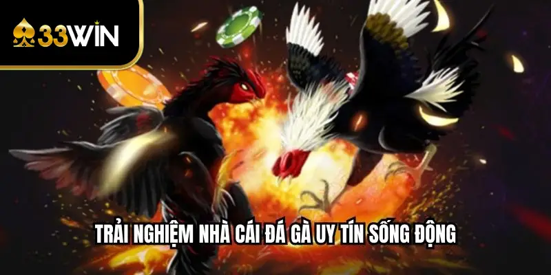 Trải nghiệm nhà cái đá gà uy tín sống động